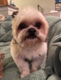 Romeo (in foster) - Photo 1