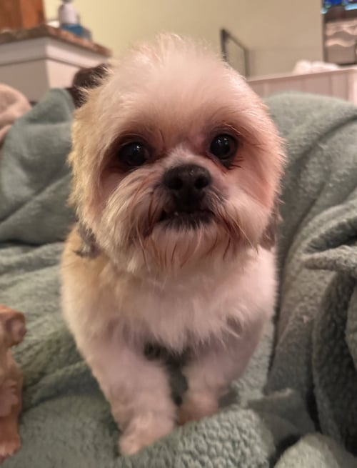 ROMEO (IN FOSTER) - Shih Tzu for adoption in Reading