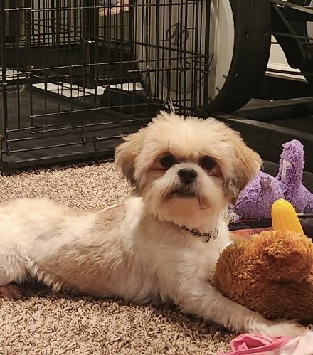 ROMEO (IN FOSTER) - Shih Tzu available for adoption