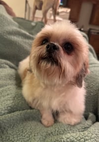 Romeo (in foster) - Photo 2