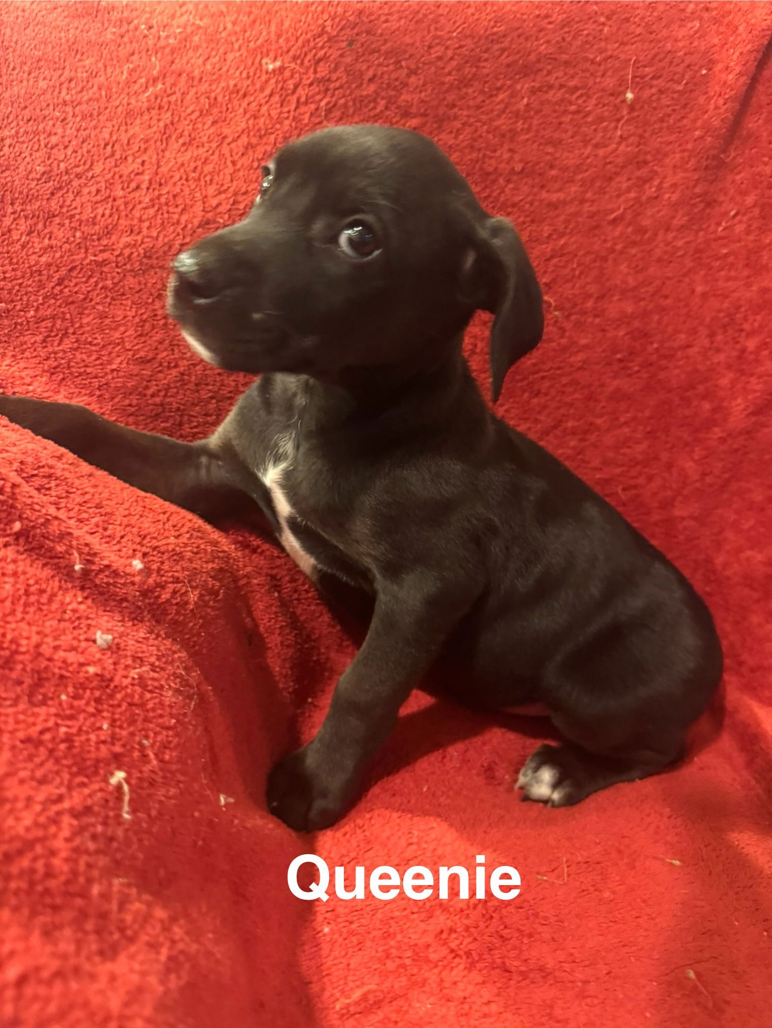 THE CANINE COVEN “QUEENIE” IN FOSTER - Doberman Pinscher / Miniature Schnauzer available for adoption