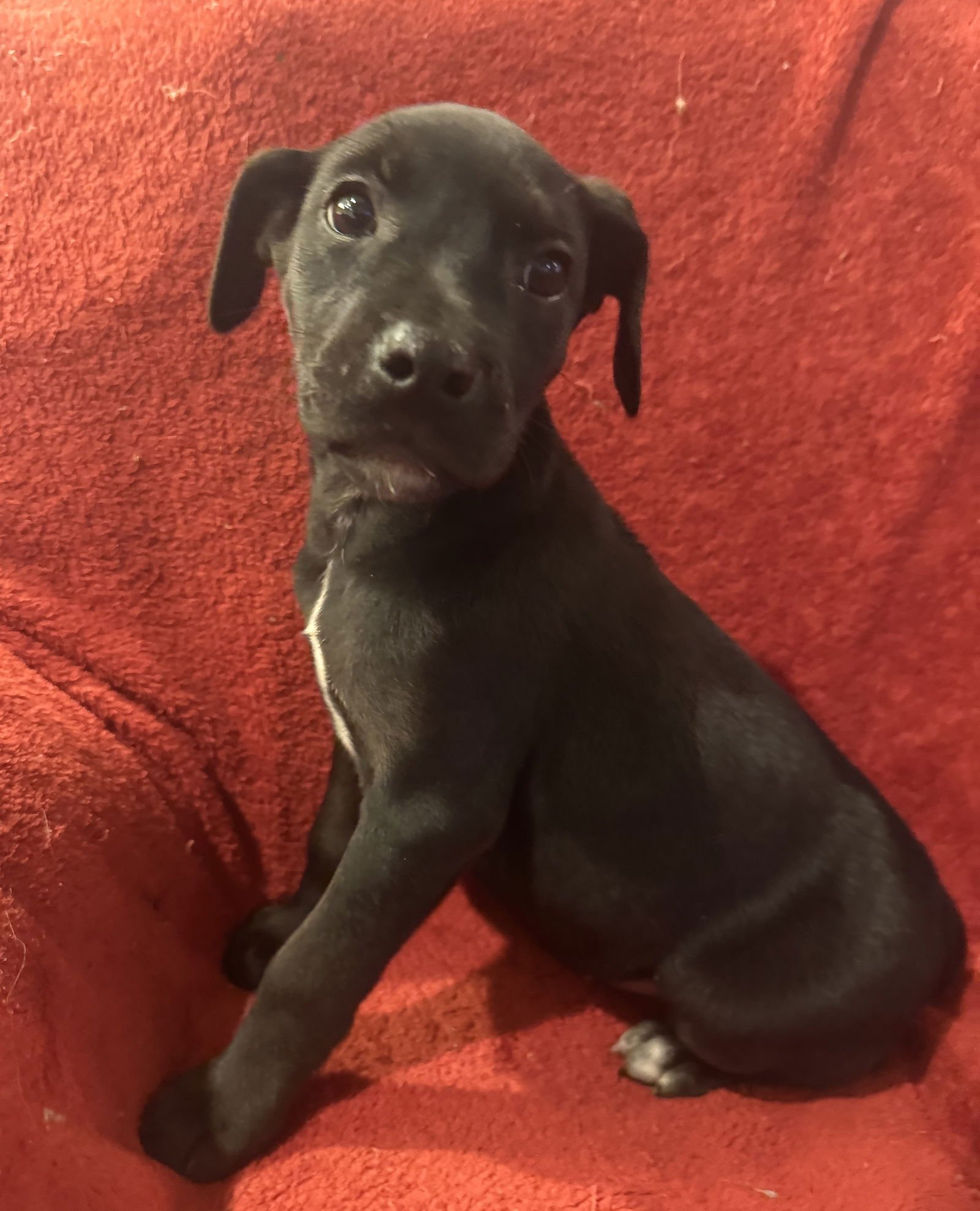 THE CANINE COVEN “QUEENIE” IN FOSTER - Doberman Pinscher / Miniature Schnauzer available for adoption