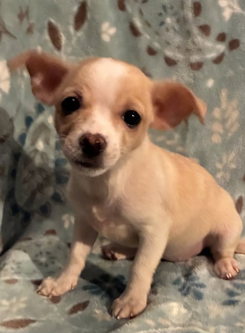 PIXIE (IN FOSTER) - Pomeranian / Chihuahua for adoption in Reading