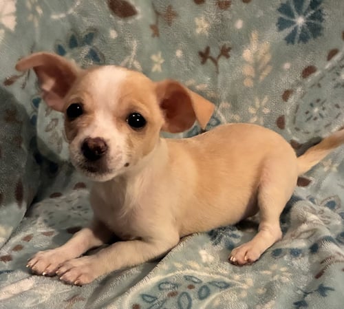 PIXIE (IN FOSTER) - Pomeranian / Chihuahua available for adoption