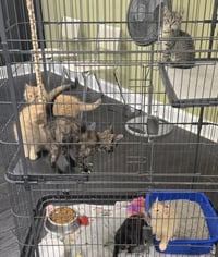KITTENS (courtesy post) - Photo 2