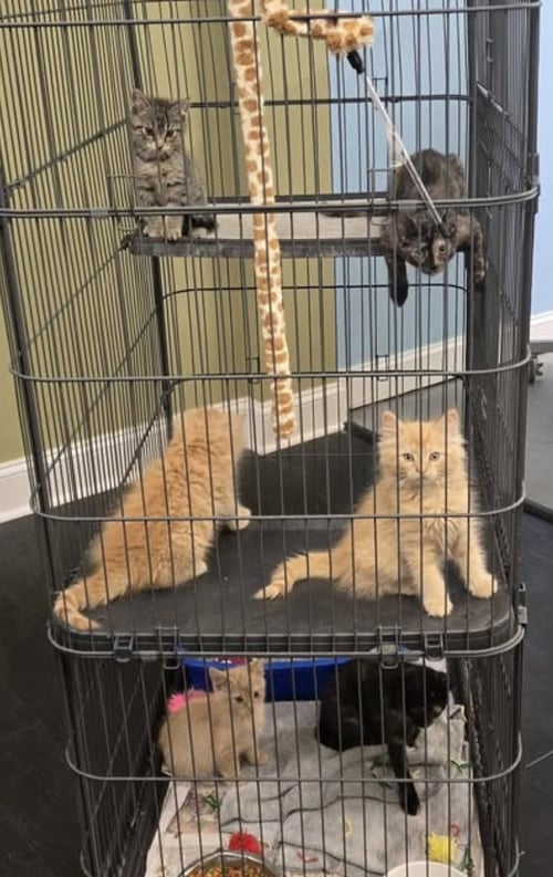 KITTENS (COURTESY POST) - Domestic Short Hair for adoption in Reading