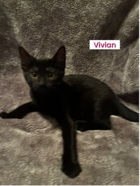 KITTENS (courtesy post) - Photo 5