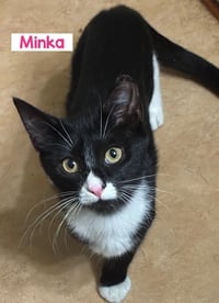 KITTENS (courtesy post) - Photo 2
