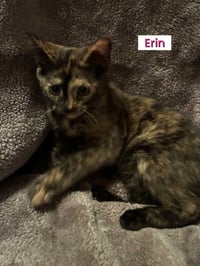 KITTENS (courtesy post) - Photo 4