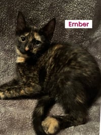 KITTENS (courtesy post) - Photo 3