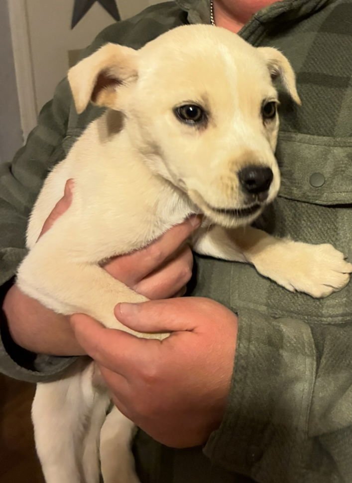 CUTER THINGS “HOLLY” - Golden Retriever / Poodle (unknown type) available for adoption