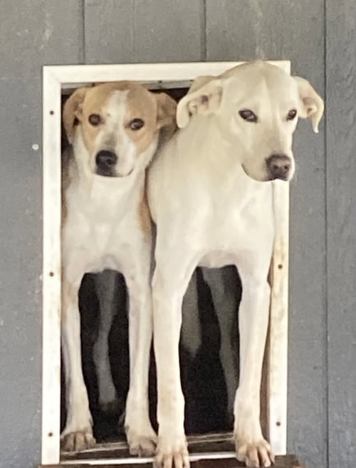MONTY (IN FOSTER) - Hound available for adoption