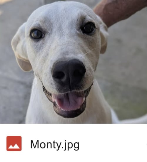 MONTY (IN FOSTER) - Hound available for adoption
