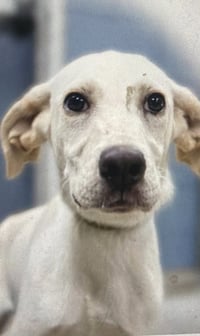 Monty (in foster) - Photo 3