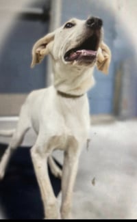 Monty (in foster) - Photo 4