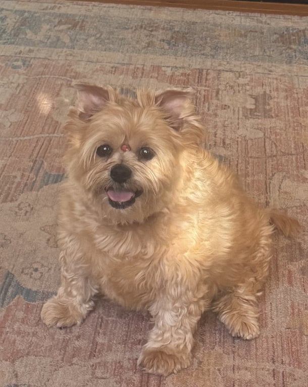 Mya (in foster) Image