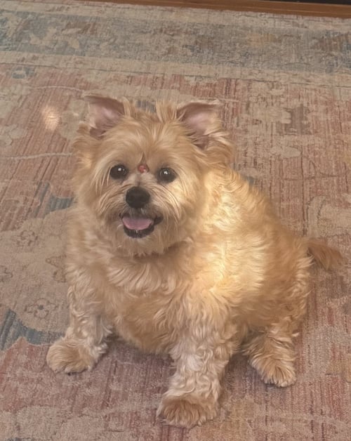 MYA (IN FOSTER) - Yorkshire Terrier Yorkie / Shih Tzu for adoption in Reading