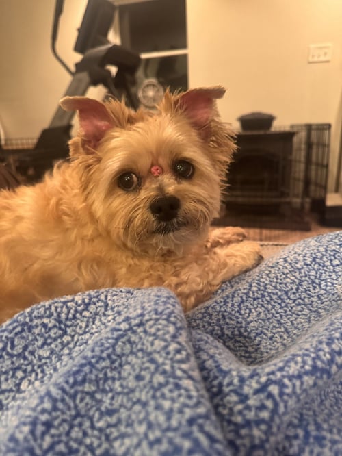 MYA (IN FOSTER) - Yorkshire Terrier Yorkie / Shih Tzu available for adoption