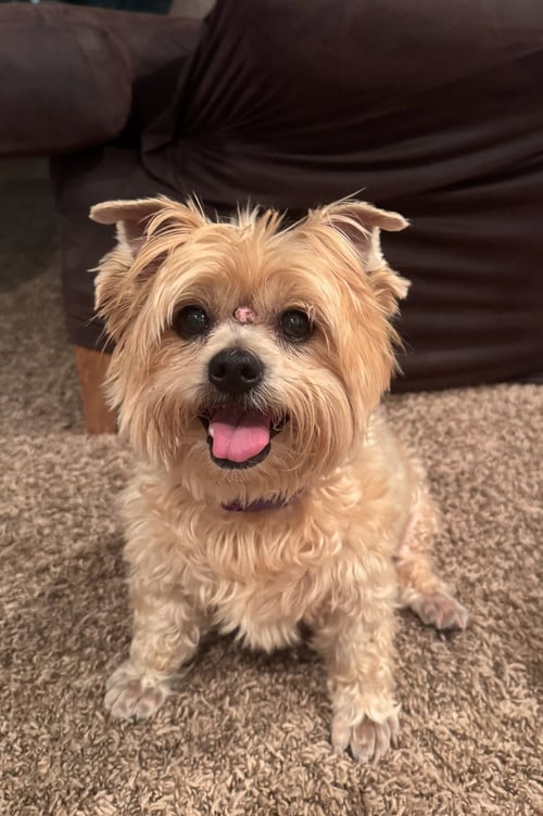 MYA (IN FOSTER)