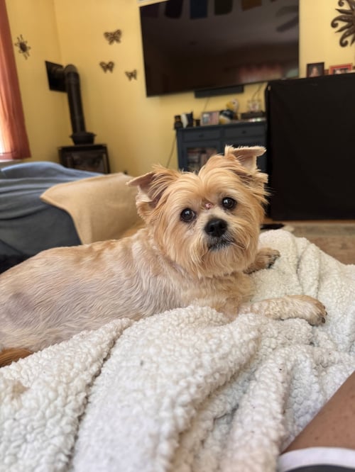 MYA (IN FOSTER) - Yorkshire Terrier Yorkie / Shih Tzu for adoption in Reading