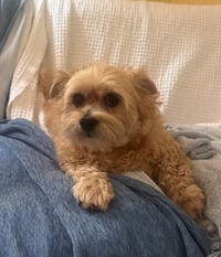 Mya (in foster) - Photo 3