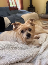 Mya (in foster) - Photo 2