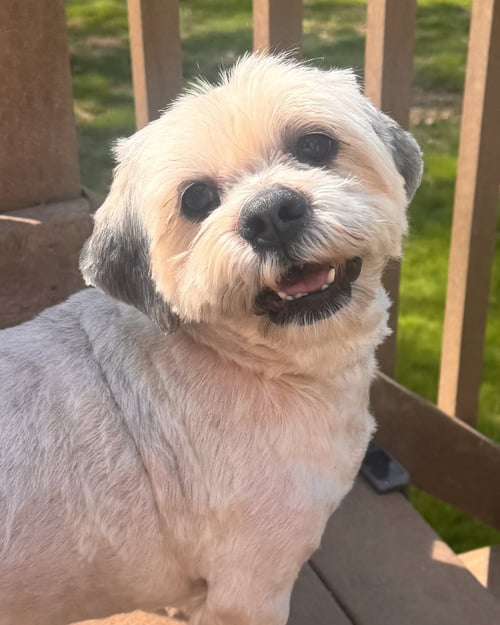 RYAN - Lhasa Apso available for adoption