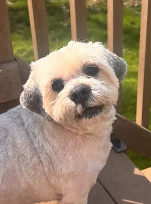 RYAN - Lhasa Apso available for adoption