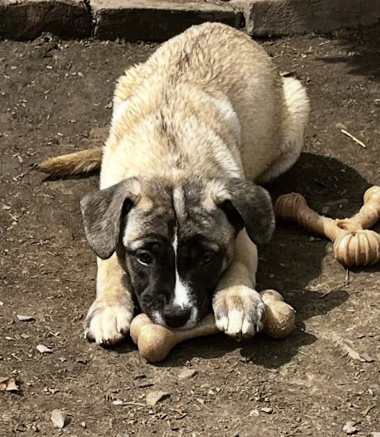 Koda’s pups (in foster) Image