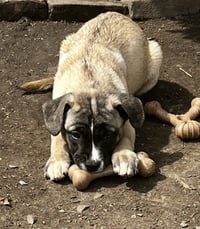 Koda’s pups (in foster) - Photo 1