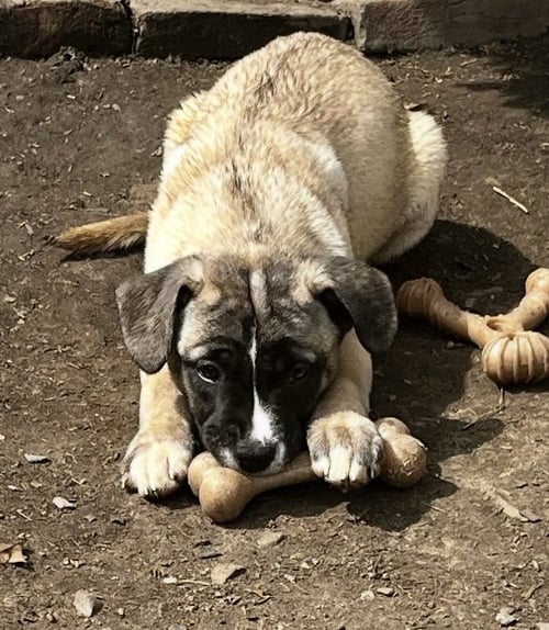 KODA’S PUPS (IN FOSTER) - Cane Corso Mastiff / French Bulldog available for adoption