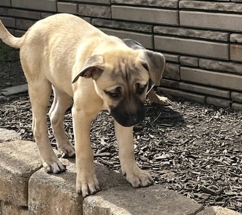 KODA’S PUPS (IN FOSTER) - Cane Corso Mastiff / French Bulldog available for adoption