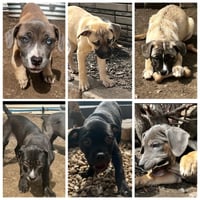 Koda’s pups (in foster) - Photo 3