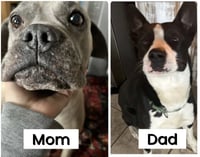 Koda’s pups (in foster) - Photo 4