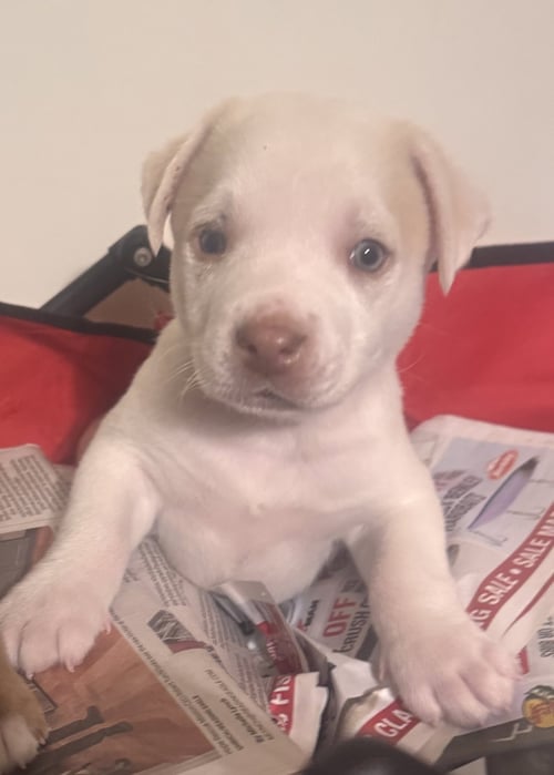 SNOOPY (IN FOSTER) - Golden Retriever / Labrador Retriever for adoption in Allentown