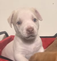 Snoopy (in foster) - Photo 2