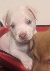 Snoopy (in foster) - Photo 3