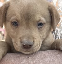 Gilbert (in foster) - Photo 1