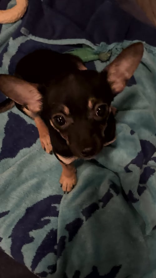PHISH (IN FOSTER)