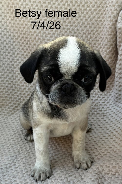 BETSY (IN FOSTER)