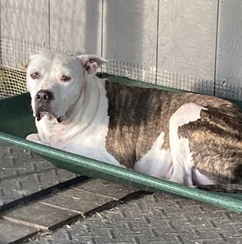 DUCK (IN FOSTER) - American Bulldog available for adoption