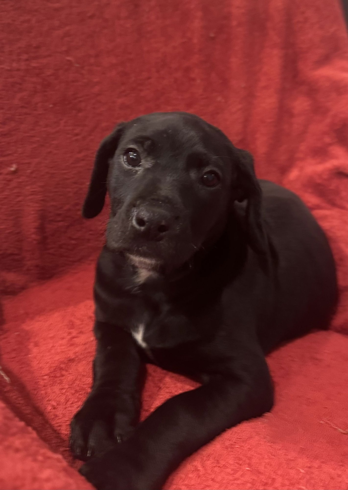 THE CANINE COVEN “MADISON” IN FOSTER - Doberman Pinscher / Miniature Schnauzer available for adoption