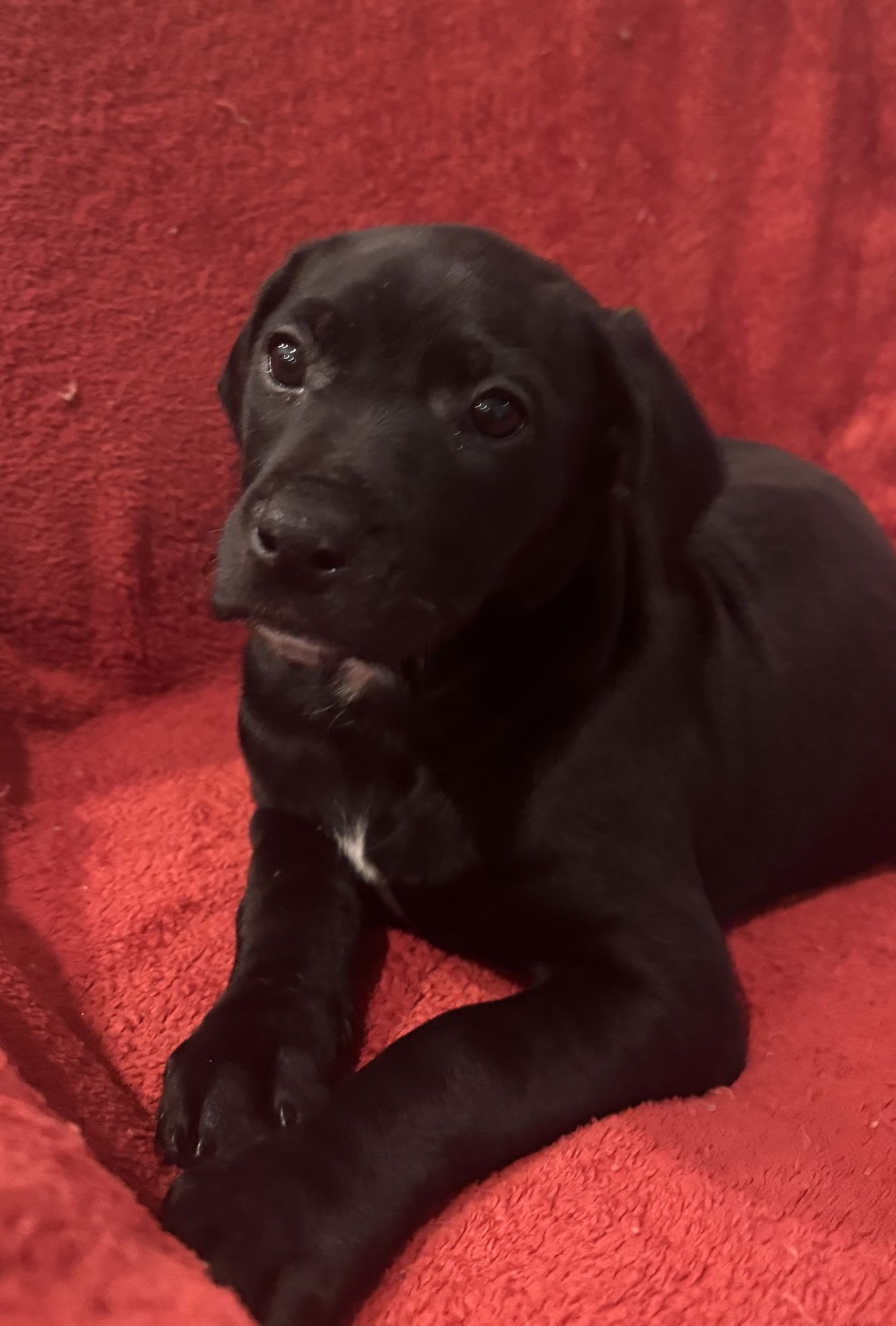 THE CANINE COVEN “MADISON” IN FOSTER - Doberman Pinscher / Miniature Schnauzer available for adoption