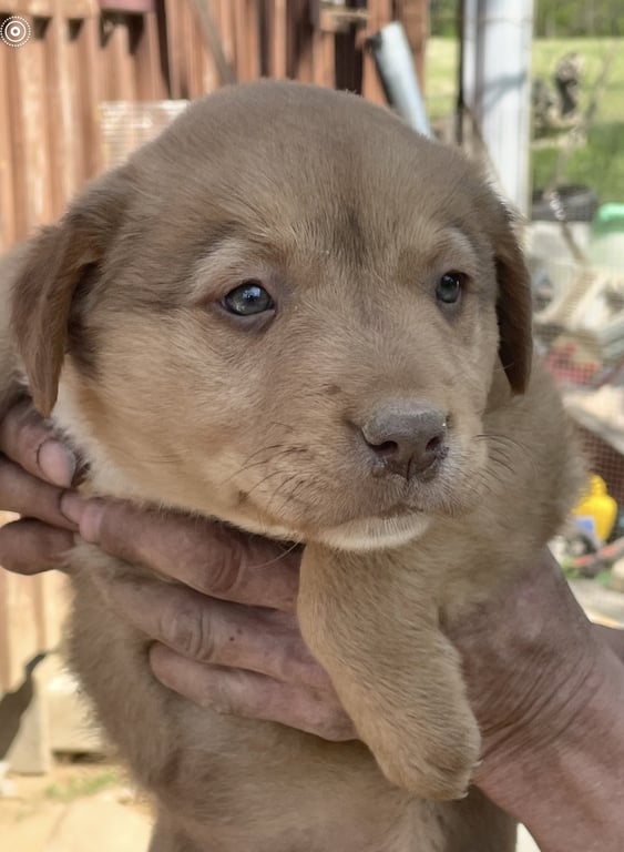 Gordy (in foster) Image