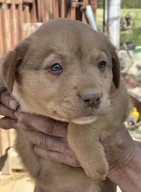 Gordy (in foster) - Photo 1