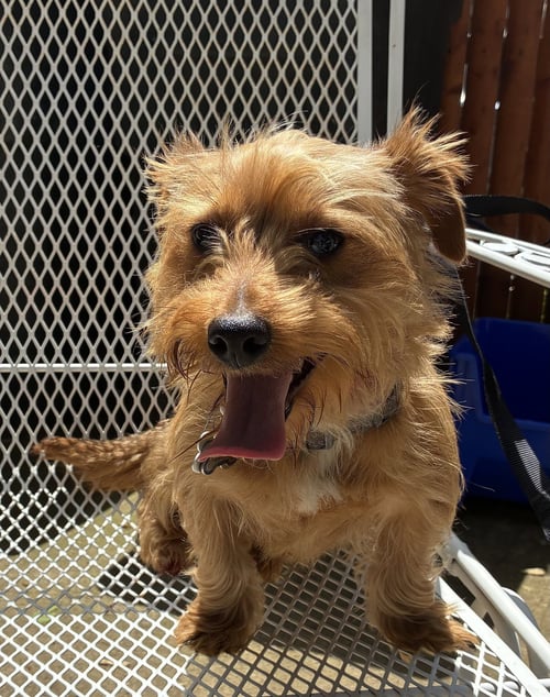 DASH (IN FOSTER) - Yorkshire Terrier Yorkie / Dachshund for adoption in Reading