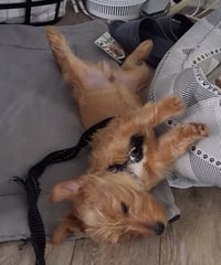 Dash (in foster) - Photo 2