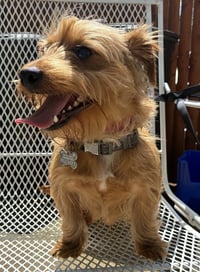 Dash (in foster) - Photo 3
