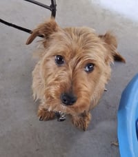 Dash (in foster) - Photo 4