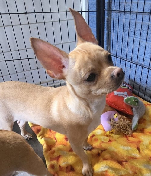 TILLY (IN FOSTER) - Chihuahua / Pomeranian for adoption in Reading
